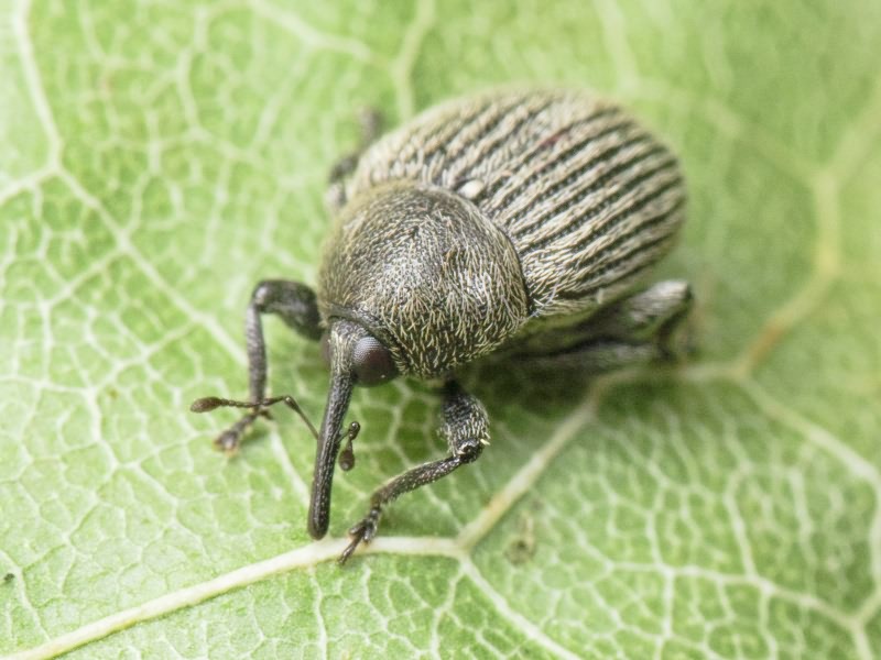 Miarus ajugae (Herbst, 1795)